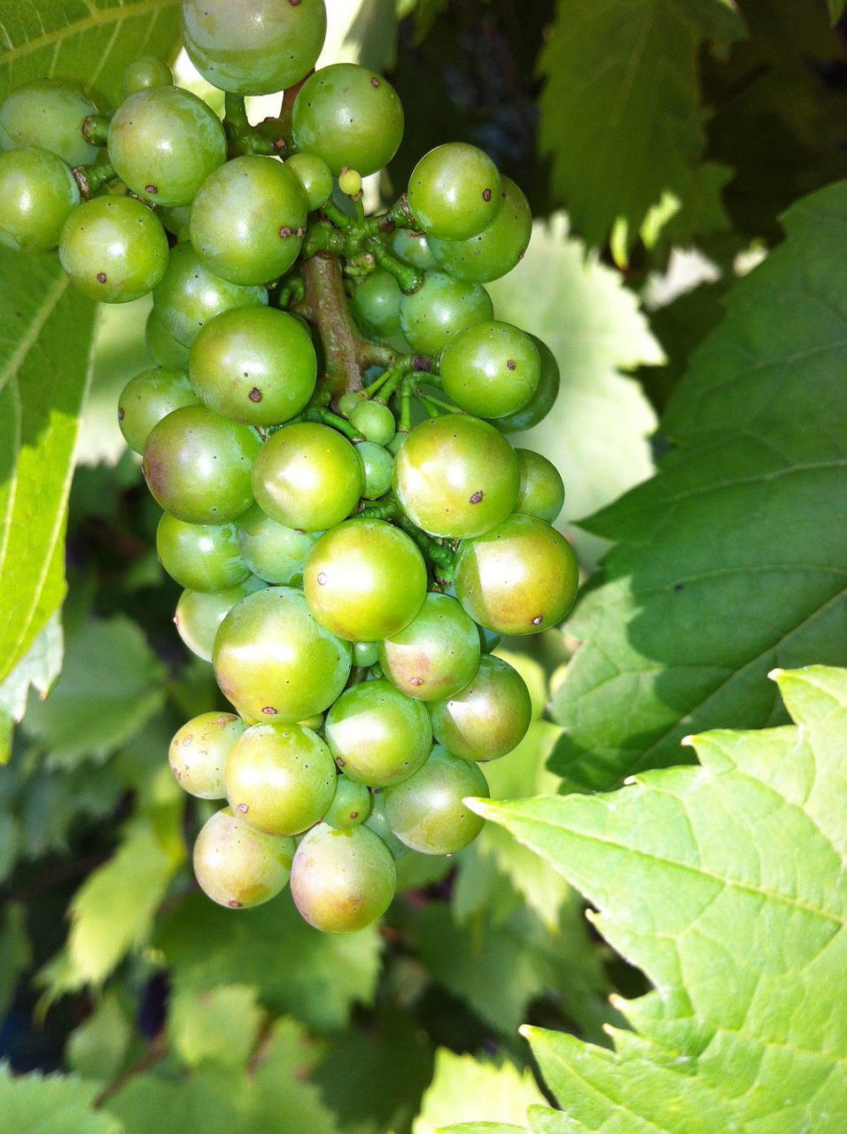 grapes green fruit free photo