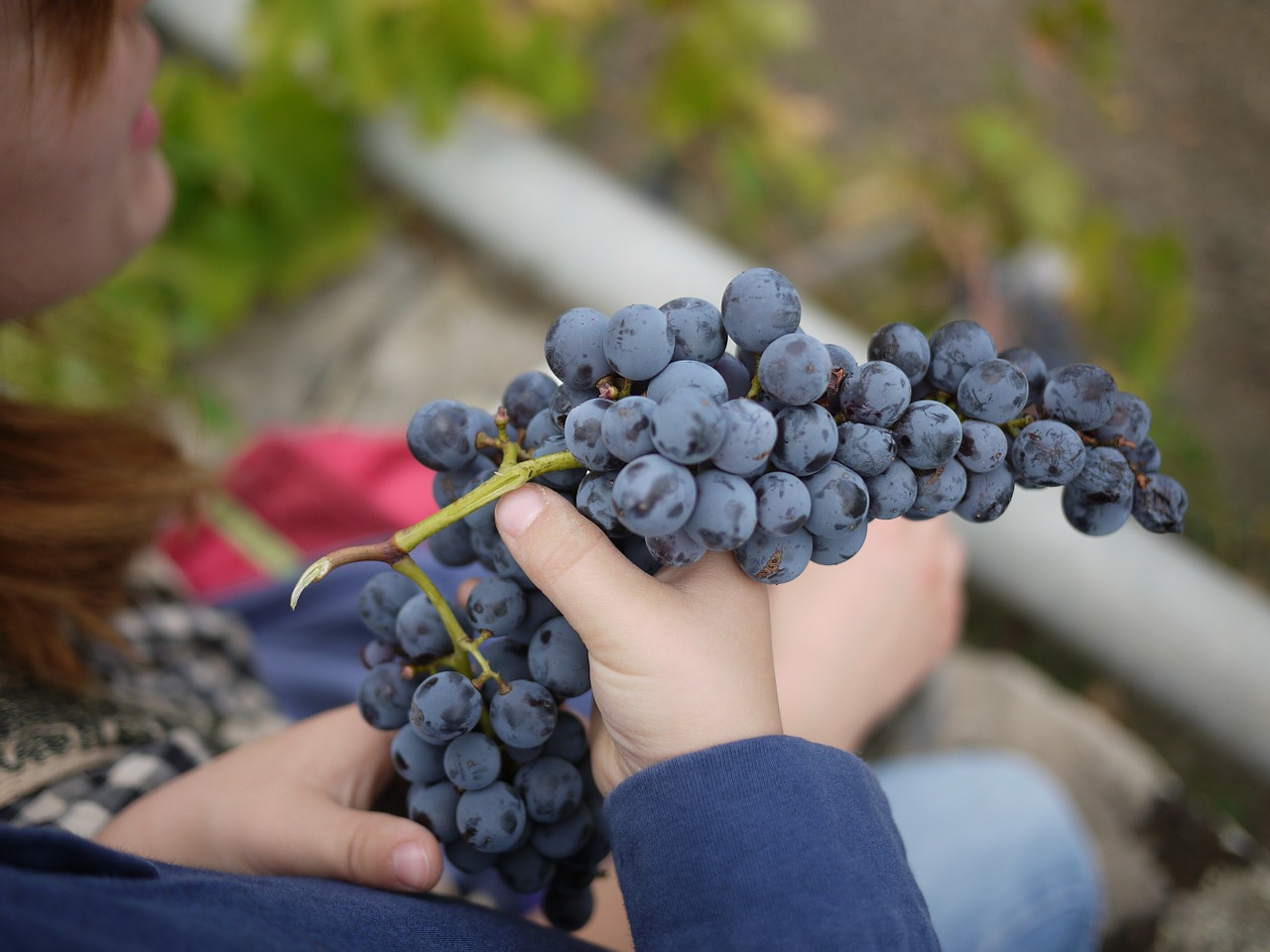 grapes sicily wine free photo