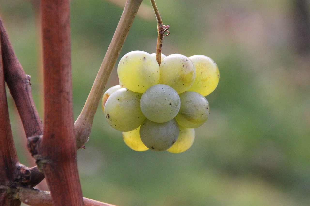 grapes chardonnay nature free photo