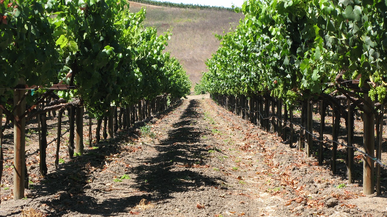 grapes  grapevine  vineyard free photo