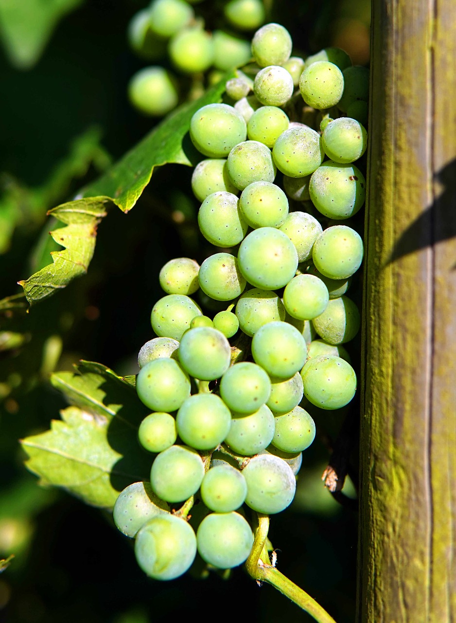 grapes  wine  mature free photo