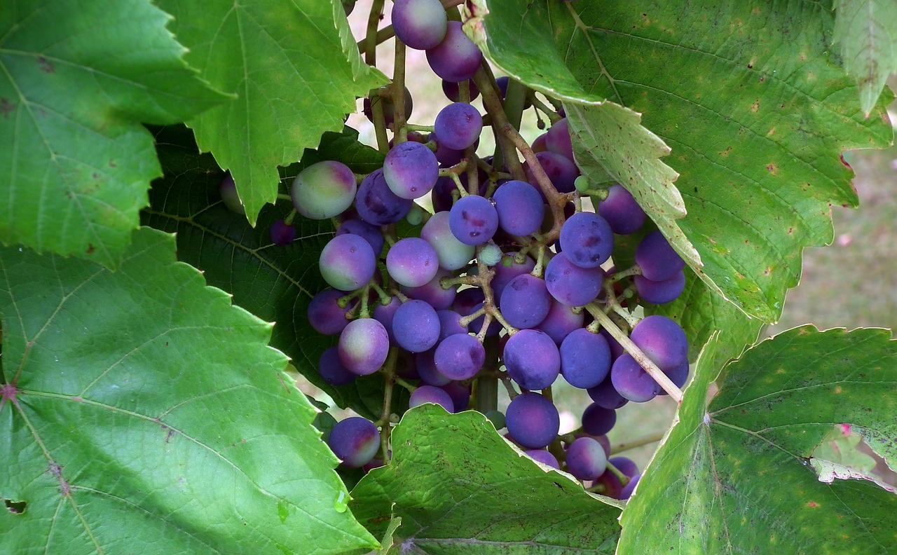 grapes  foliage  vineyard free photo