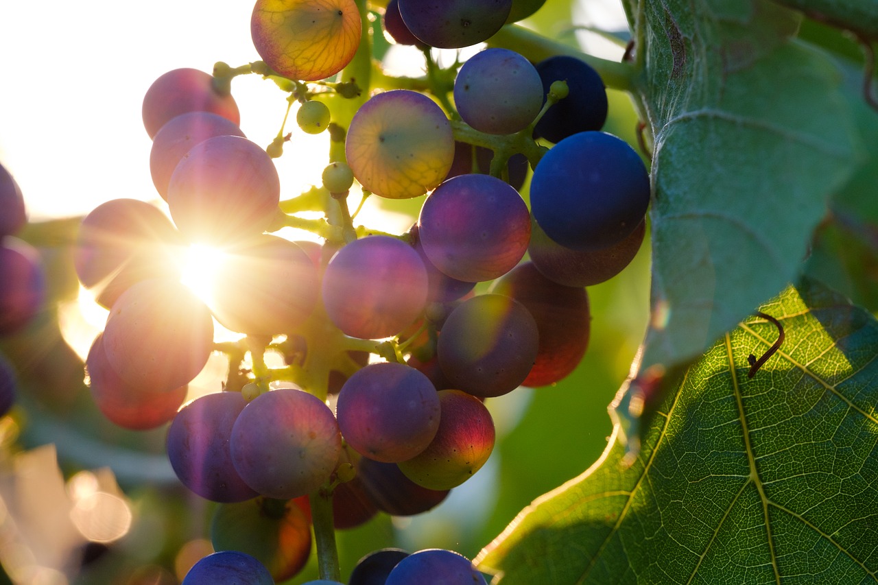 grapes  sun  sunbeam free photo