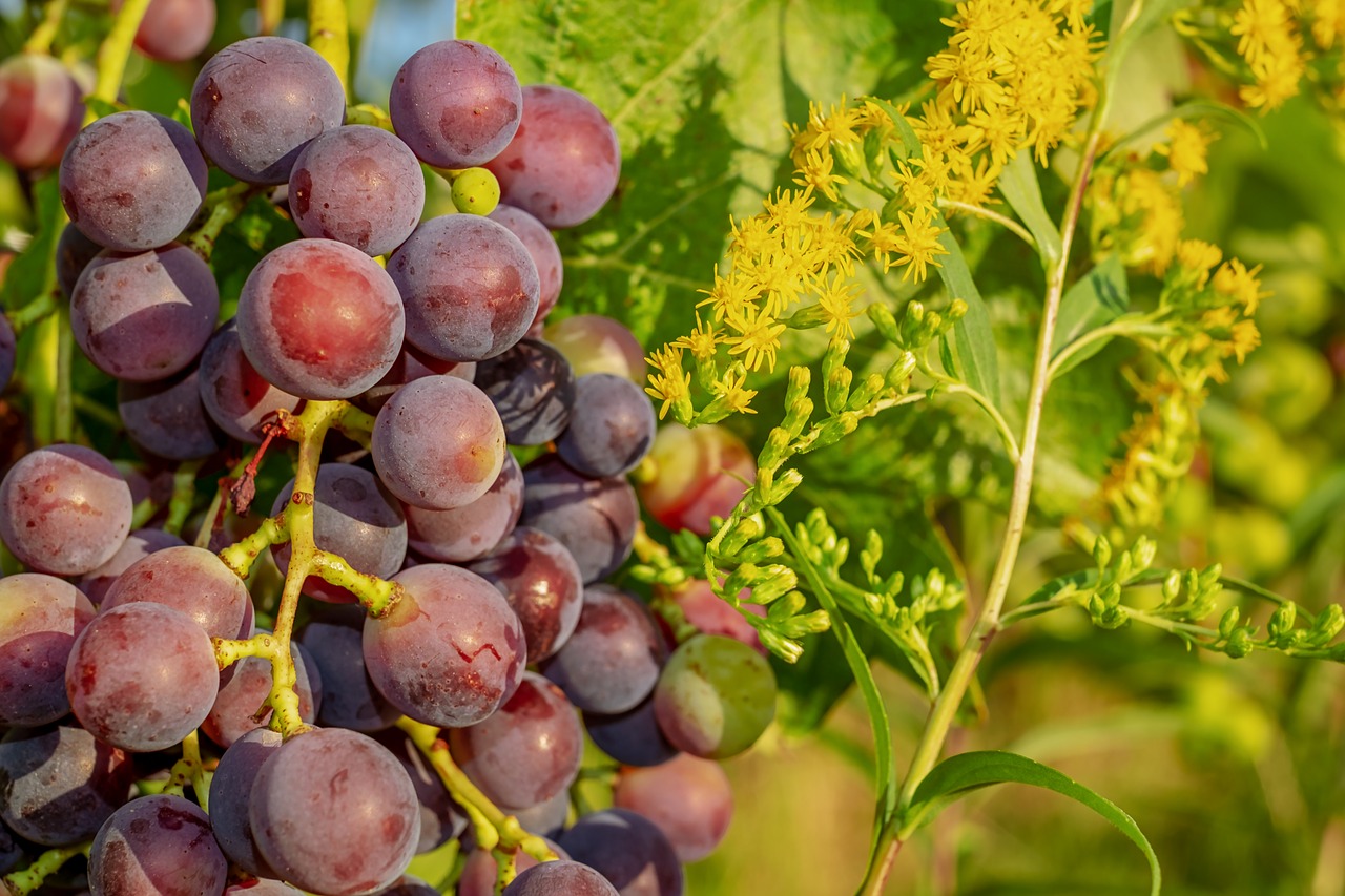 grapes  grape  vine free photo