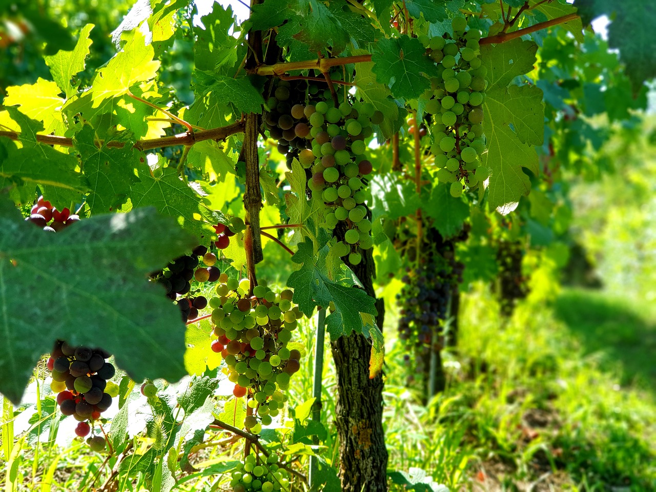 grapes  screw  summer free photo