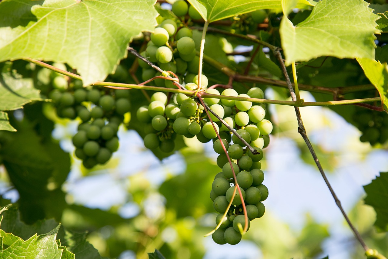 grapes  dacha  leaves free photo