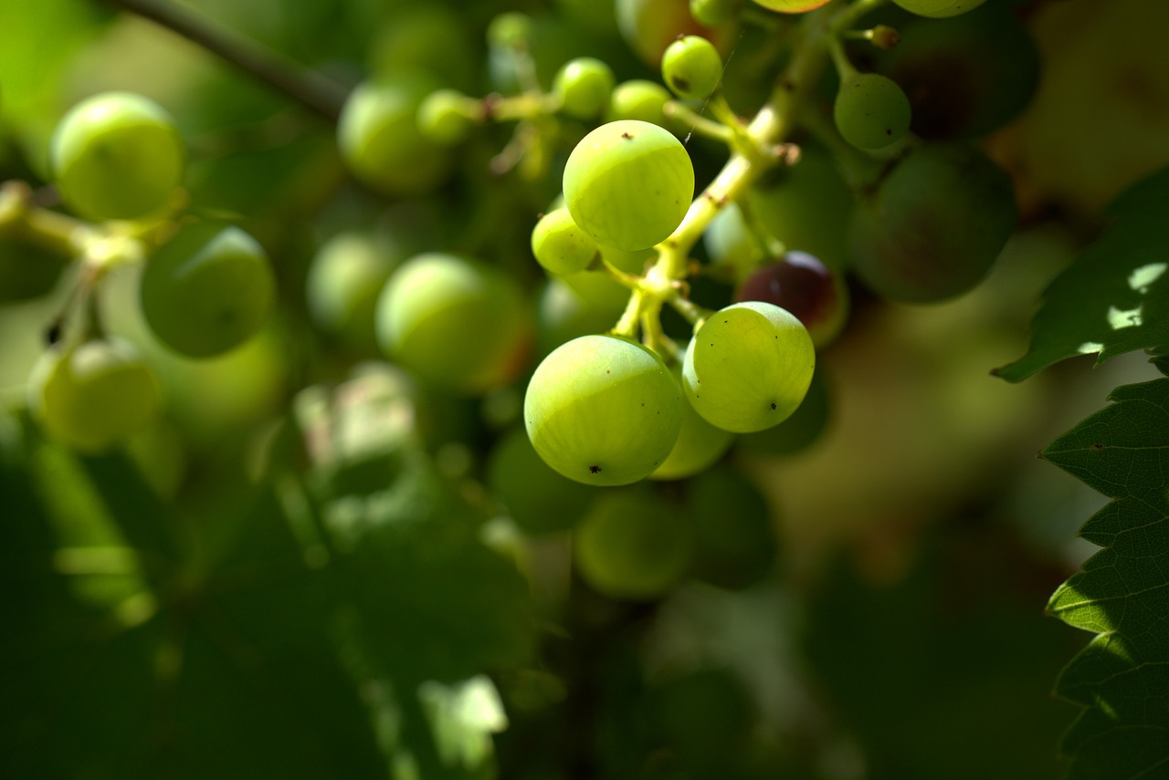 grapes  grapevine  vine free photo