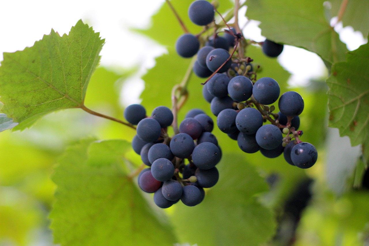 grapes  plant  garden free photo