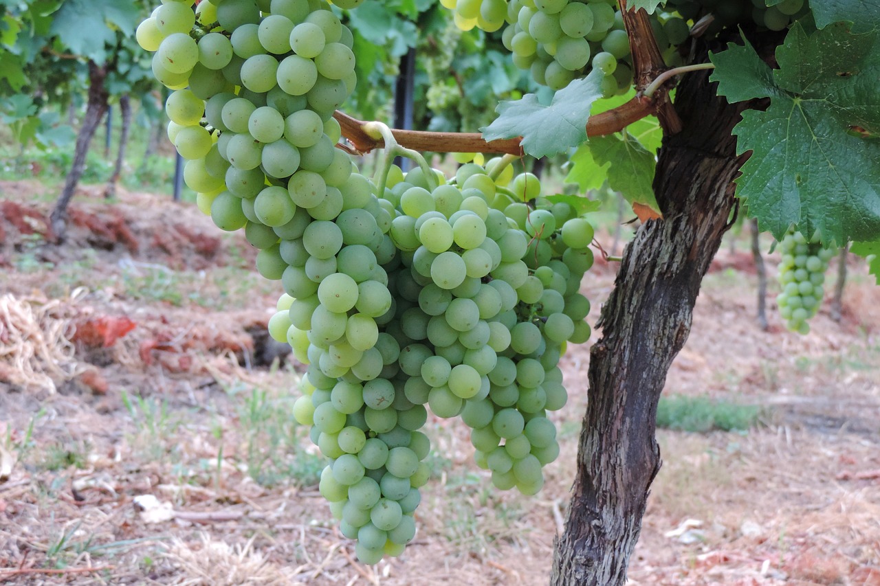 grapes  vines  fruit free photo