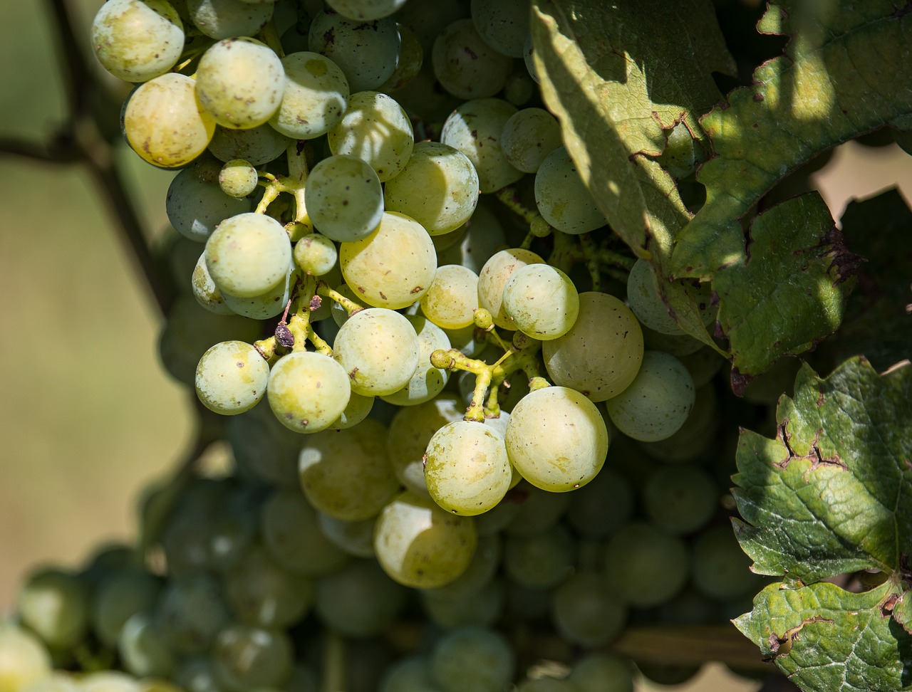 grapes  vines stock  wine free photo