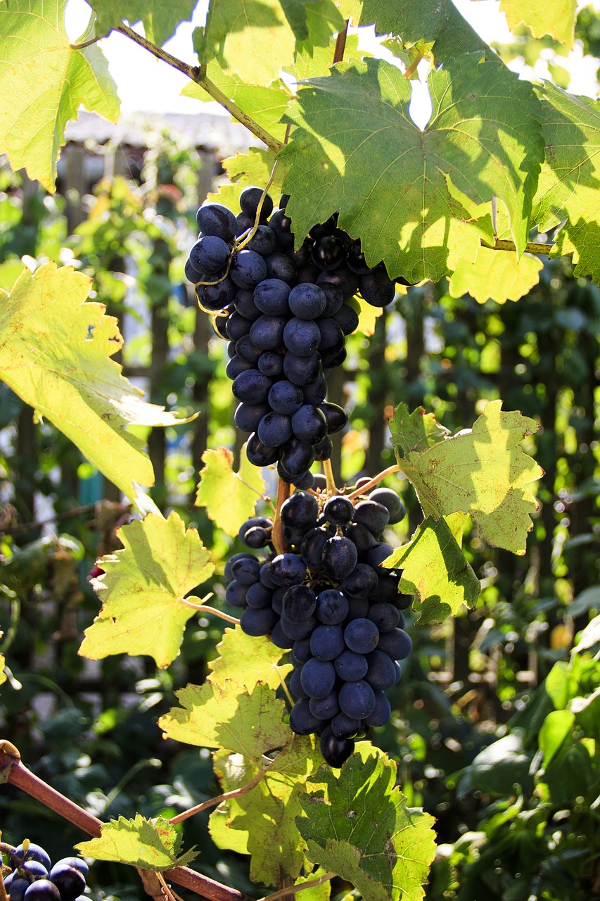 grapes  moldova  wine free photo