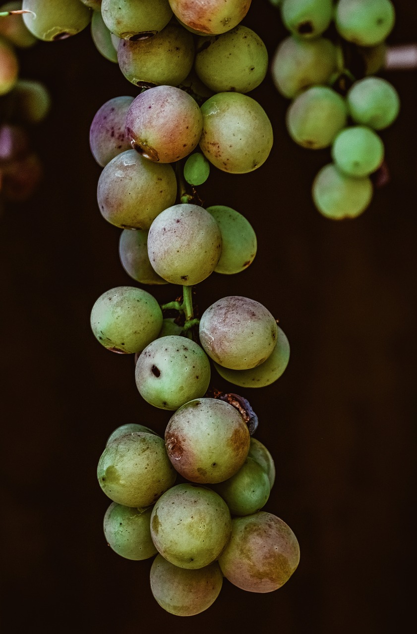 grapes  organic  fresh free photo