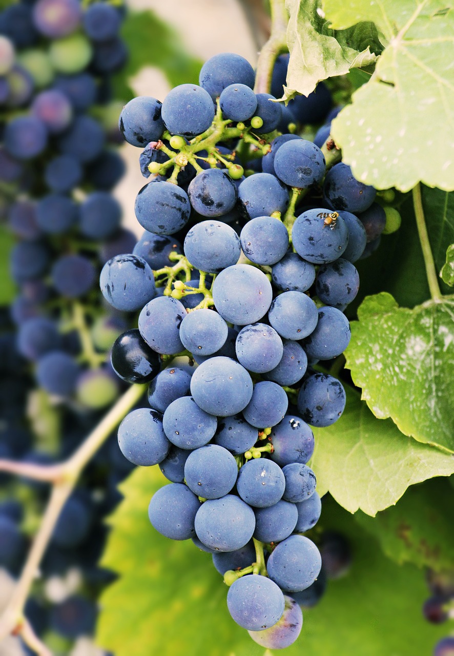 grapes  grapevine  vine free photo