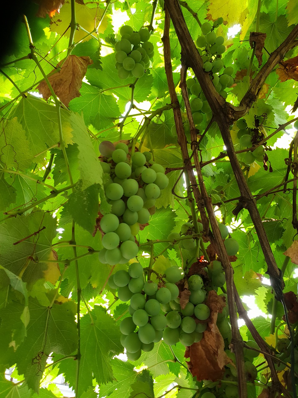 grapes  plants  average free photo