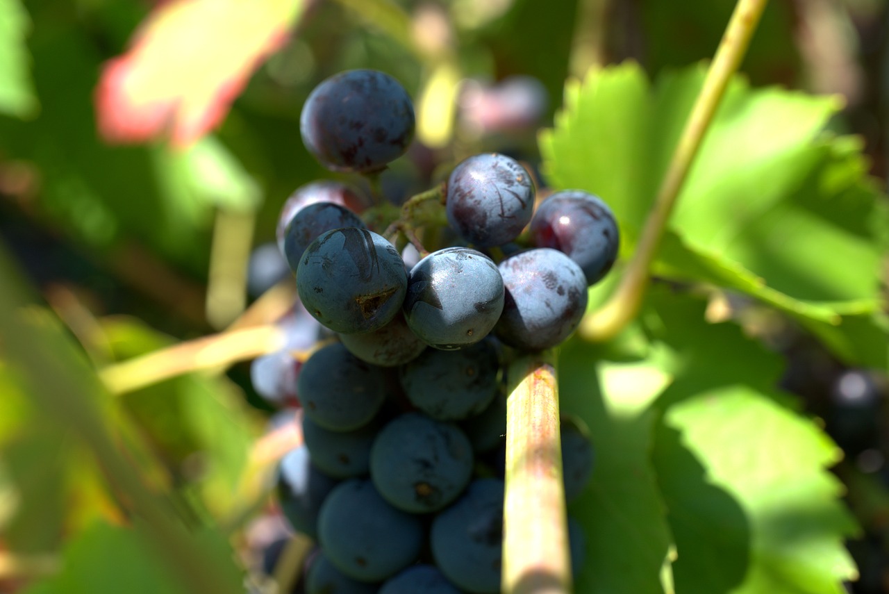 grapes  wine  winegrowing free photo