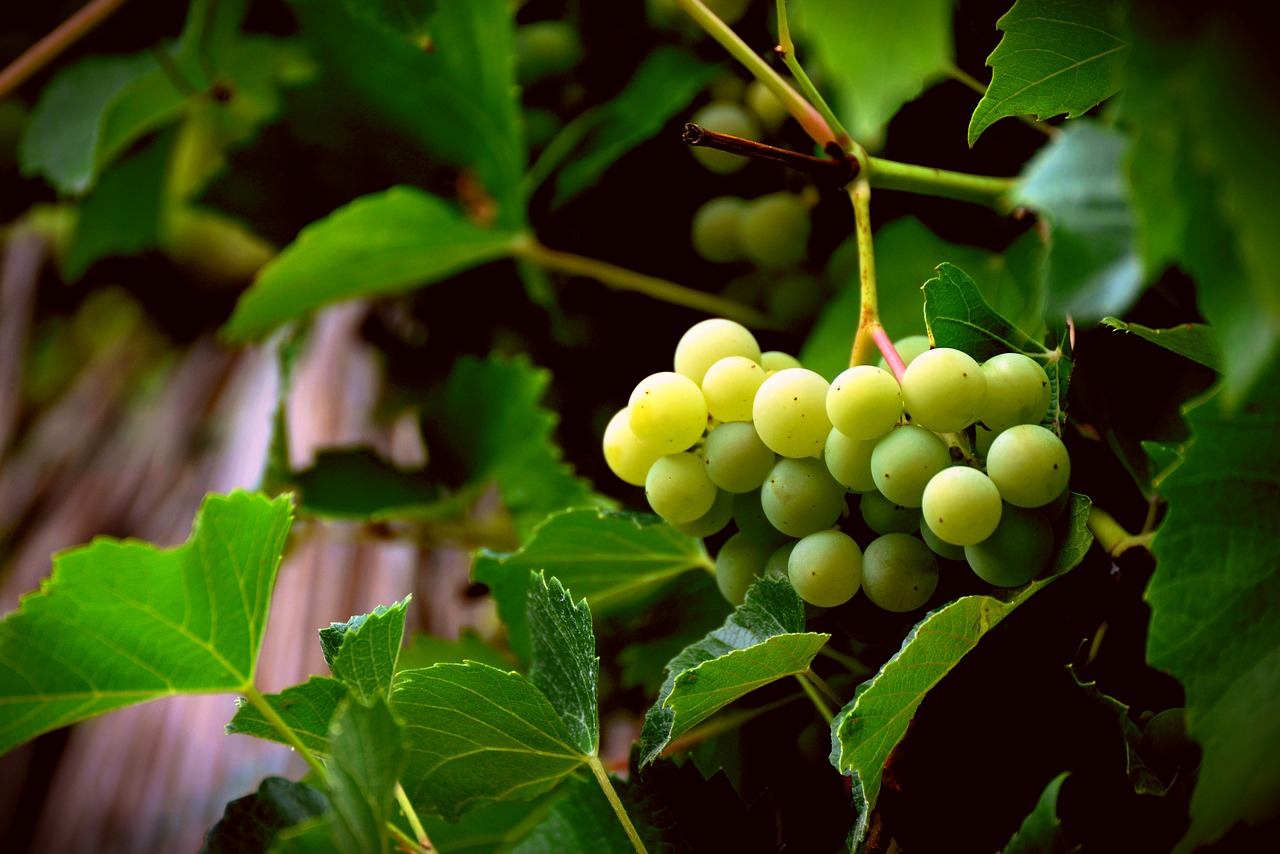 grapes  bright grape  grapevine free photo