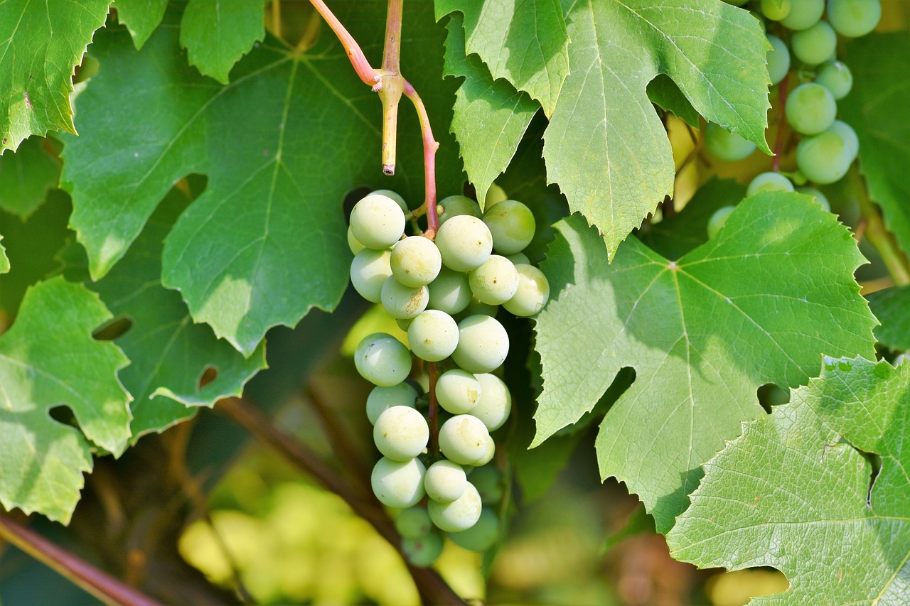 grapes  vine  fruit free photo