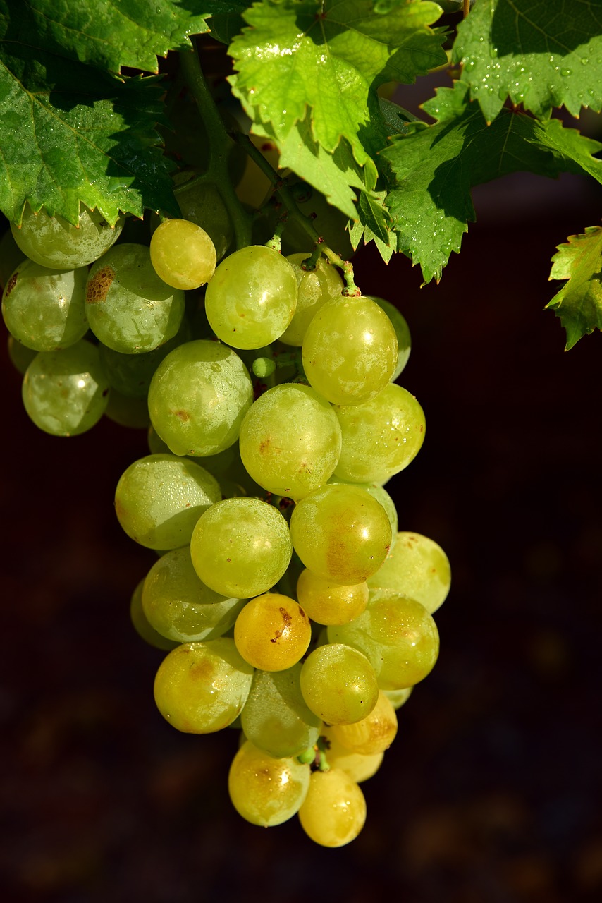 grapes  fruit  sweet free photo