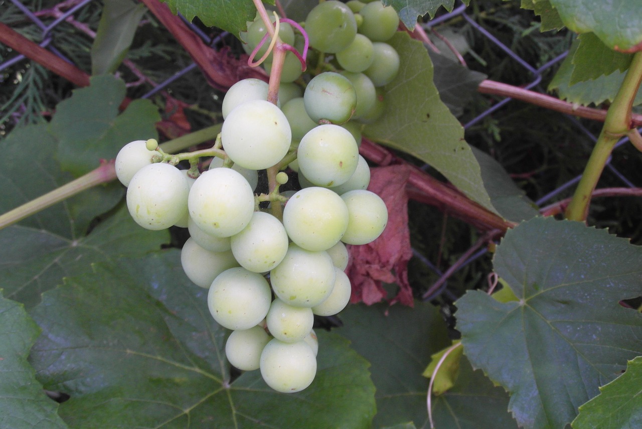 grapes  garden  fruit free photo