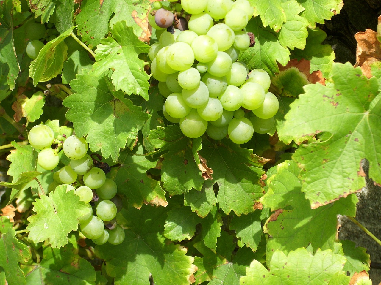 grapes vines nature free photo