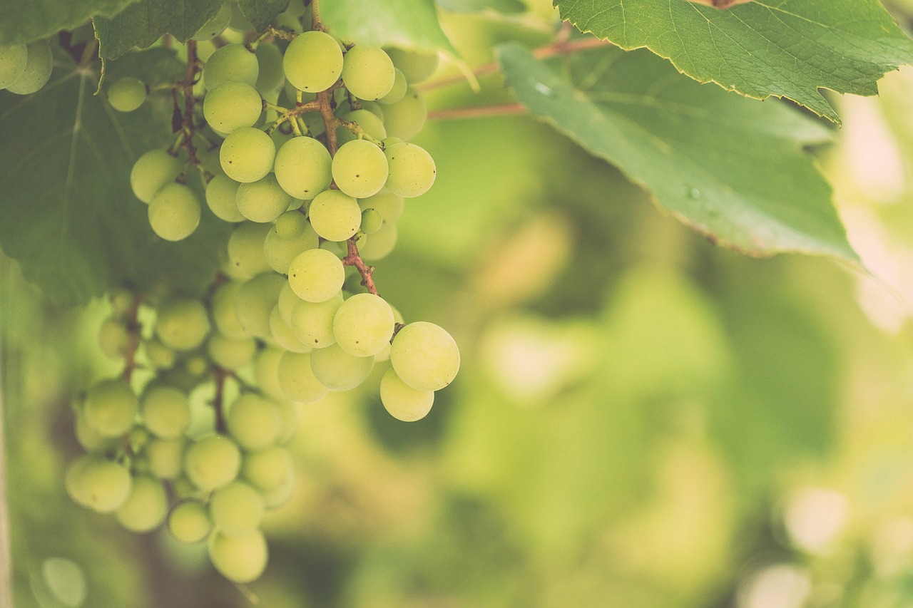 grapes  wine  vine free photo