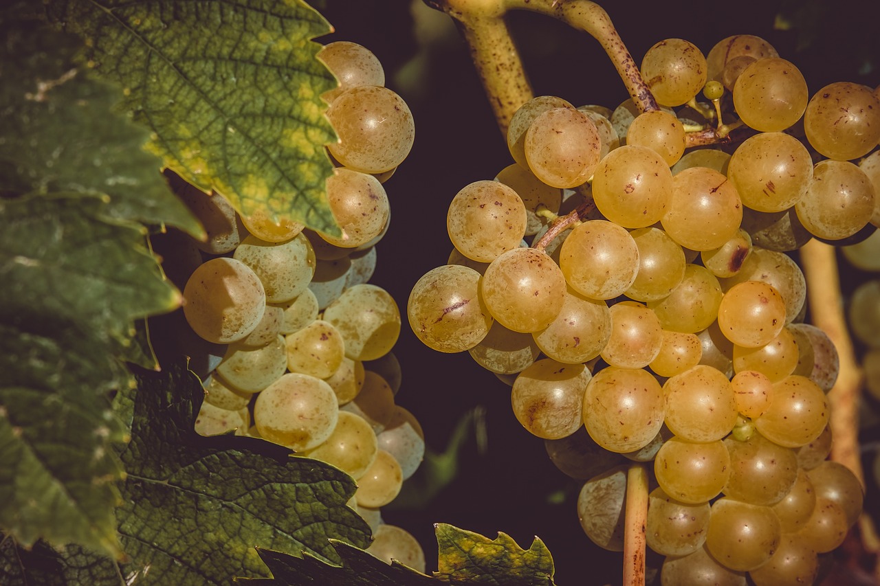 grapes  fruit  table grapes free photo