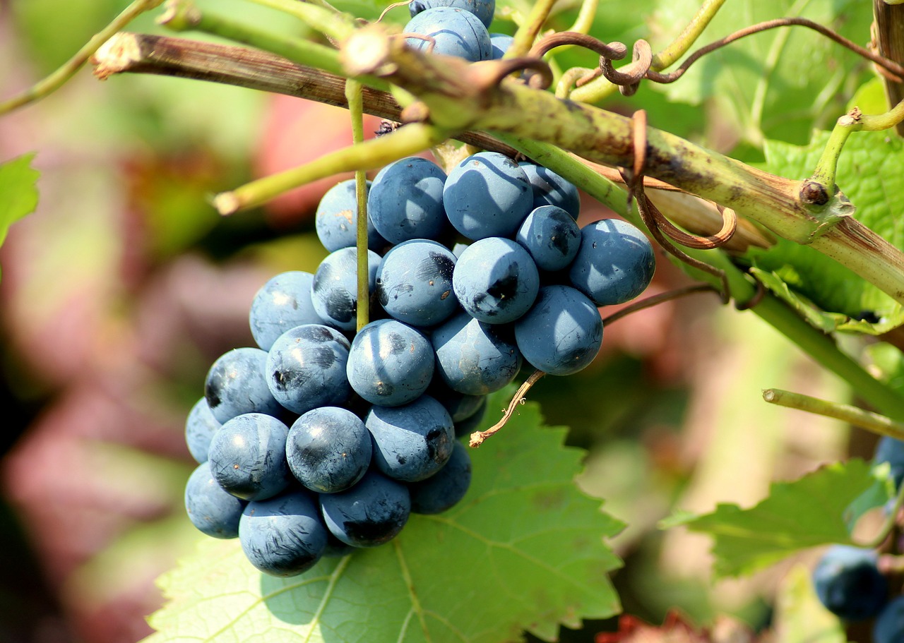 grapes  fruit  vines free photo