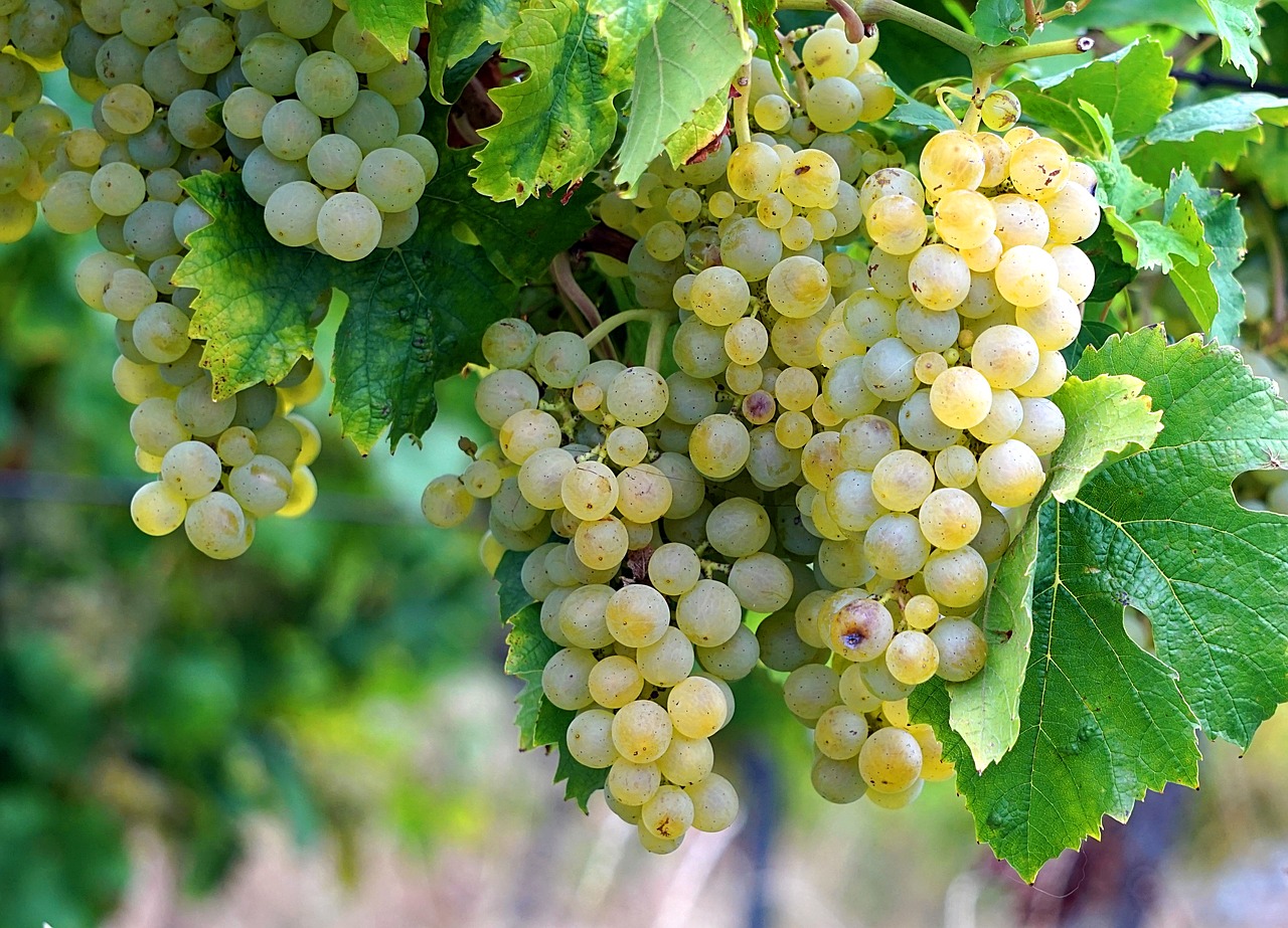 grapes  wine  vines free photo