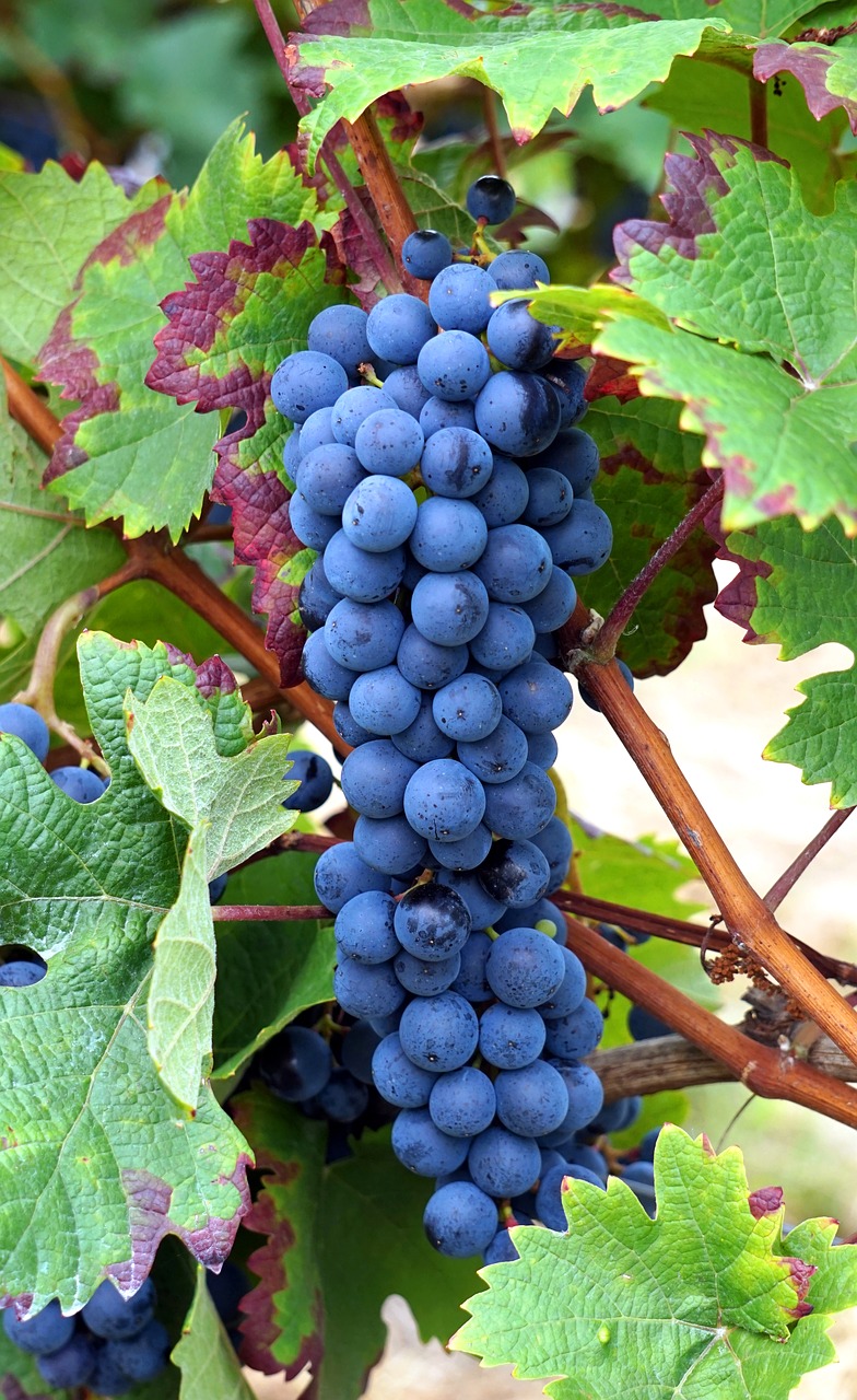 grapes  vines  grapevine free photo