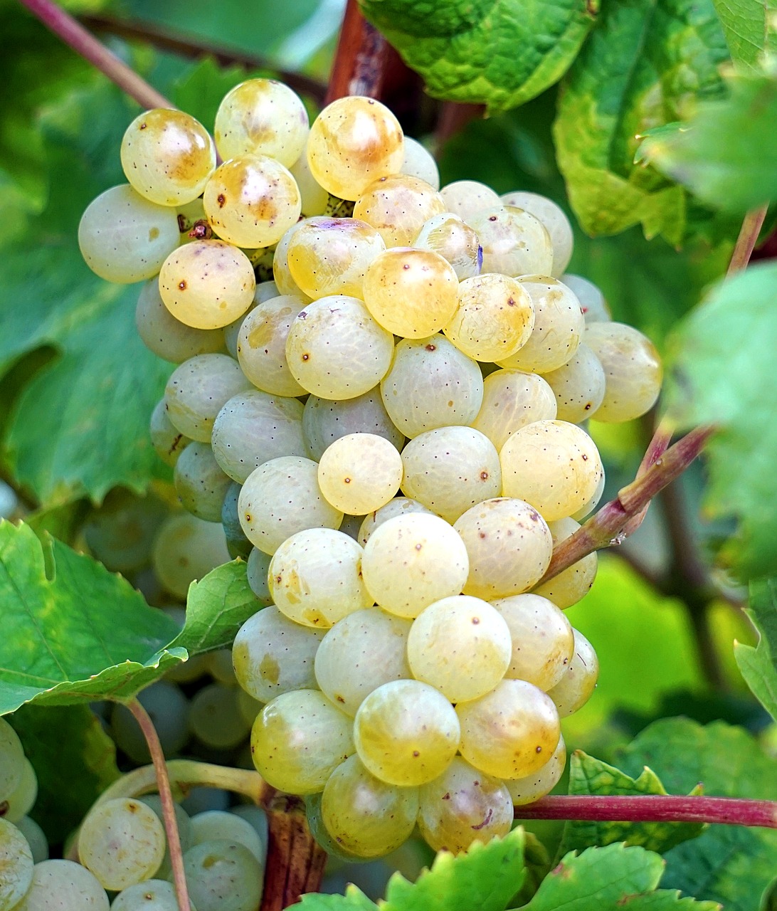 grapes  vines  grapevine free photo