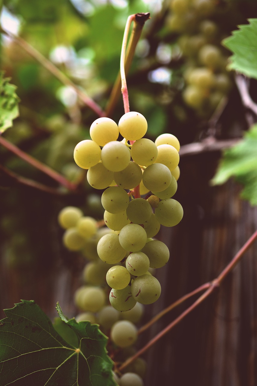 grapes  vine  grapevine free photo