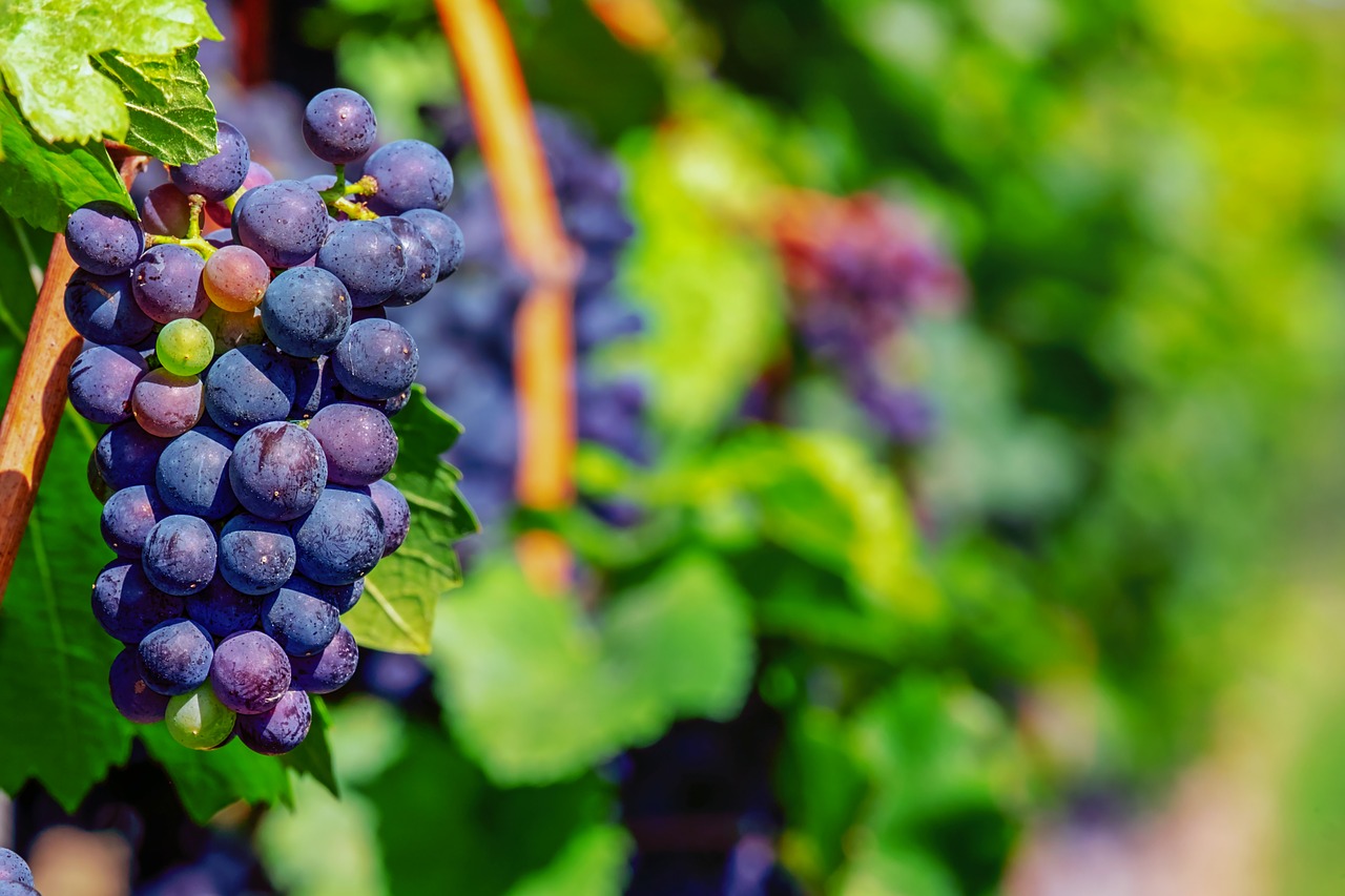 grapes  fruit  blue free photo