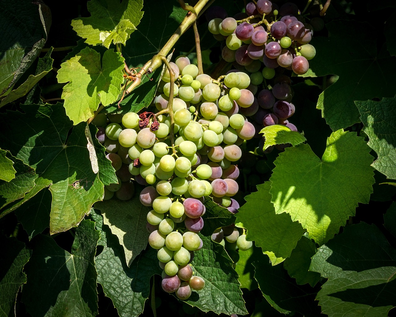 grapes  fruits  grapevine free photo