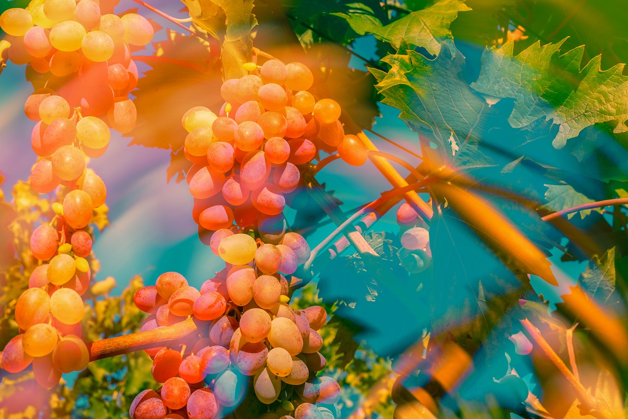 grapes  double exposure  fruit free photo