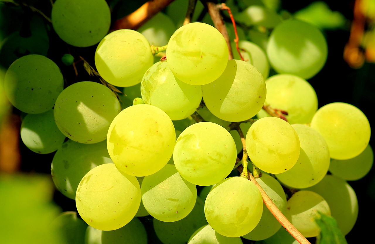 grapes  fruit  vines free photo