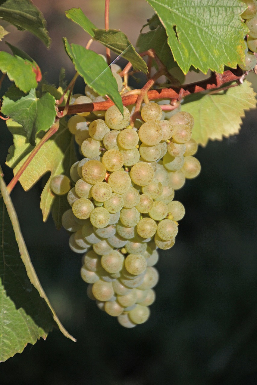 grapes  read  vine free photo