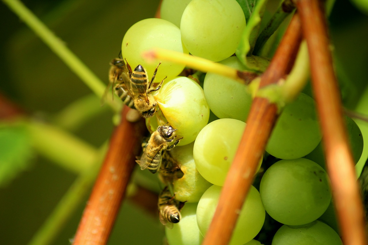 grapes  fruit  bees free photo
