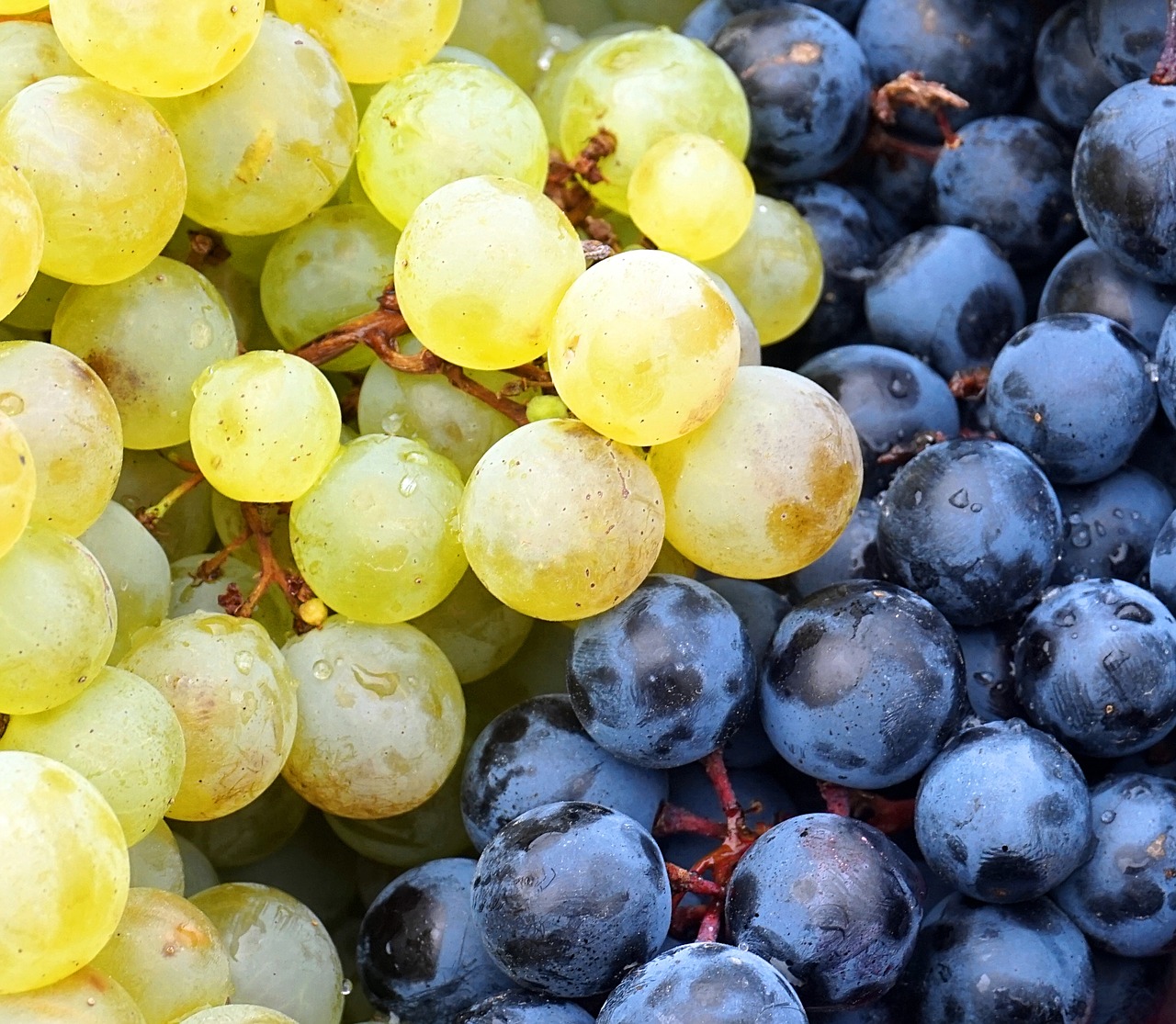 grapes  red  white free photo