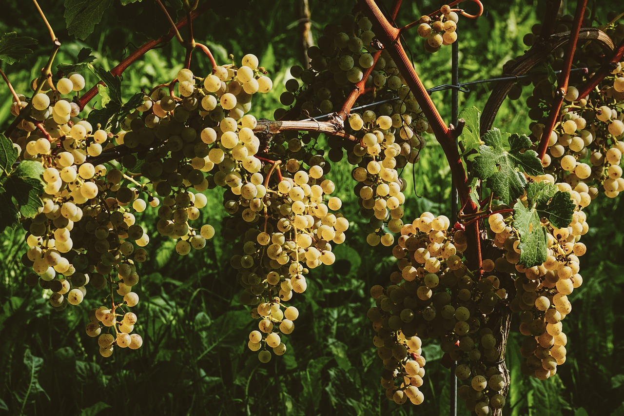 grapes  fruit  vine free photo