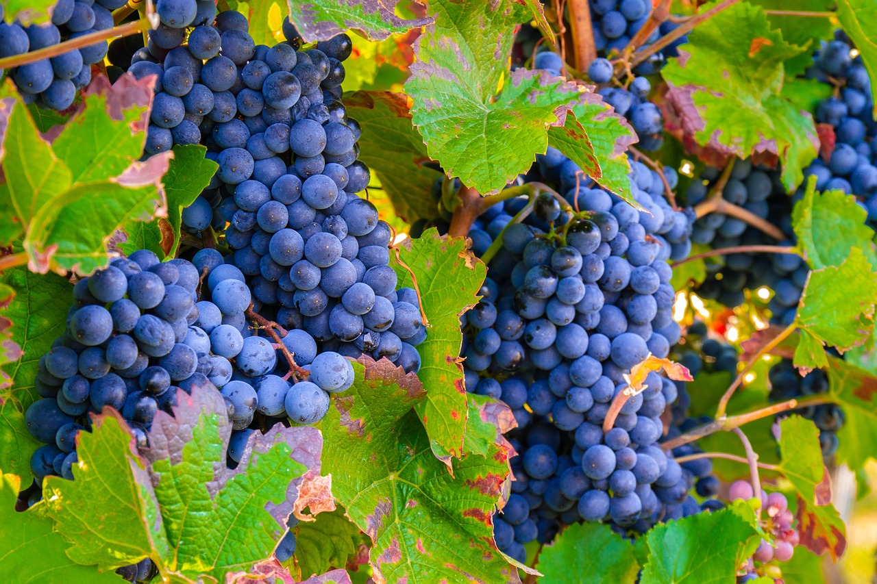 grapes  vine  vines free photo