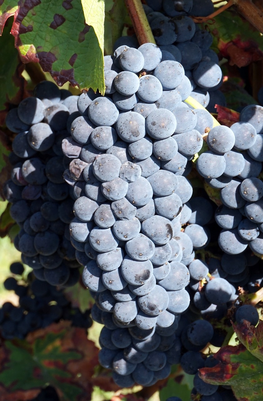 grapes  blue  harvest free photo