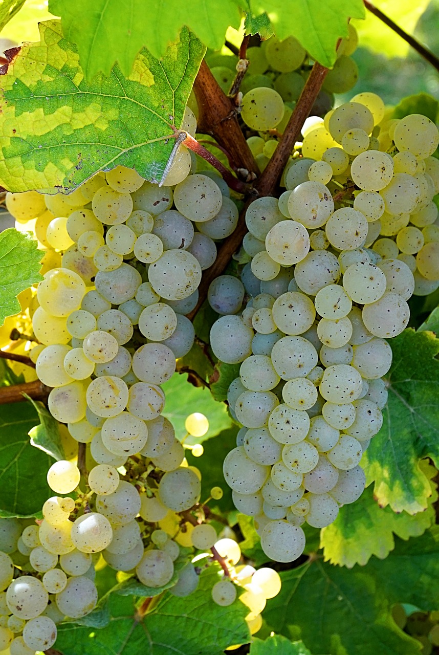 grapes  white  harvest free photo