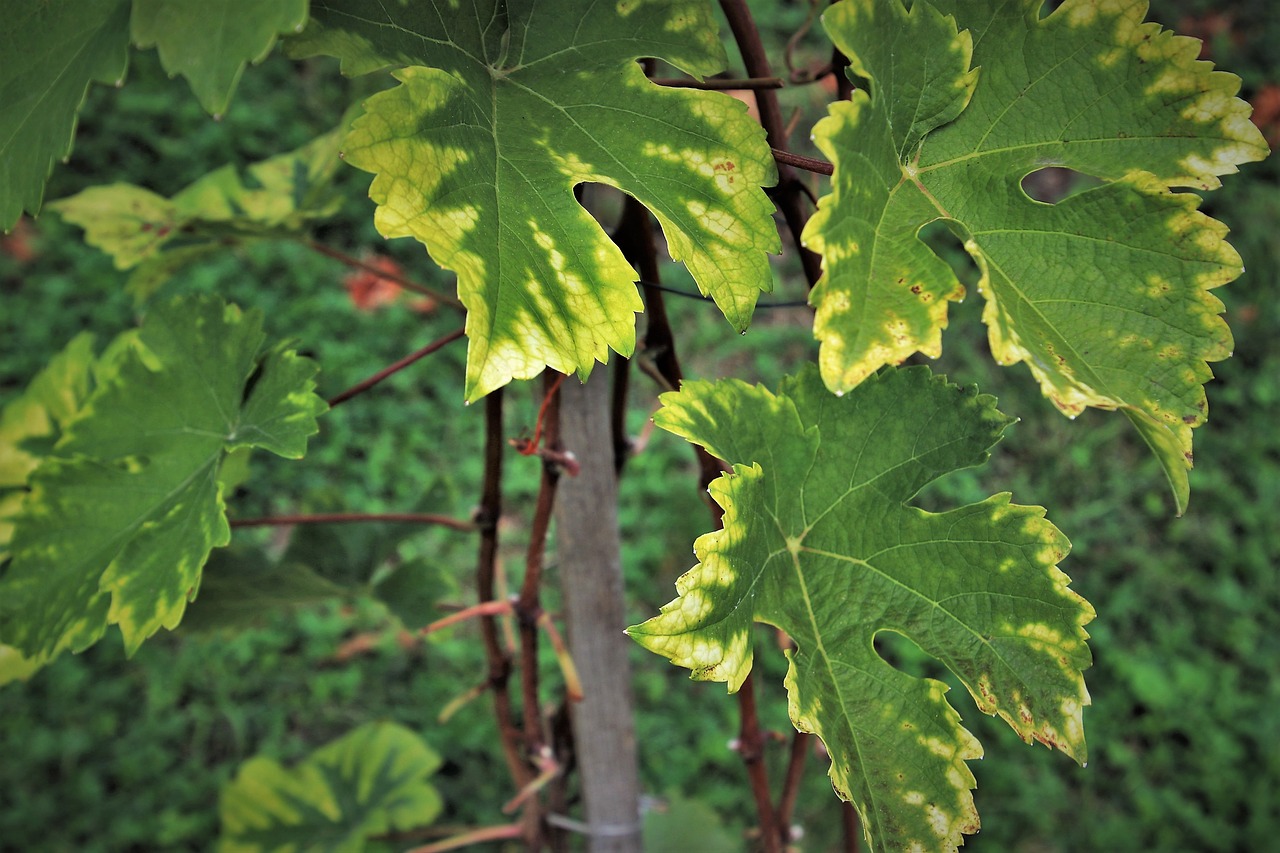 grapes  foliage  vineyard free photo