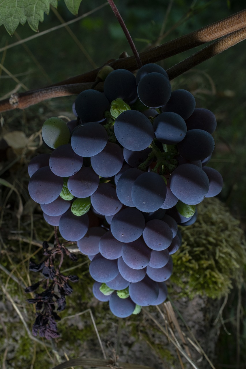 grapes  berries  vine free photo