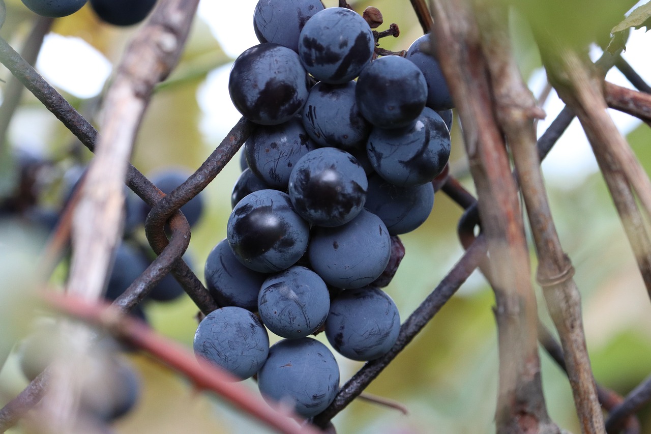 grapes  vine  wine free photo