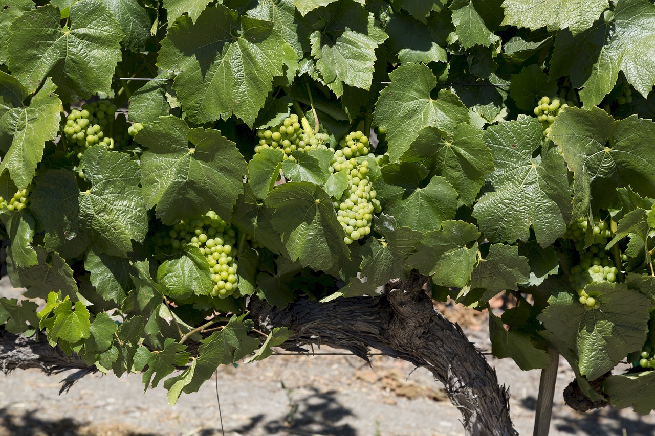 grapes  grapevine  agriculture free photo