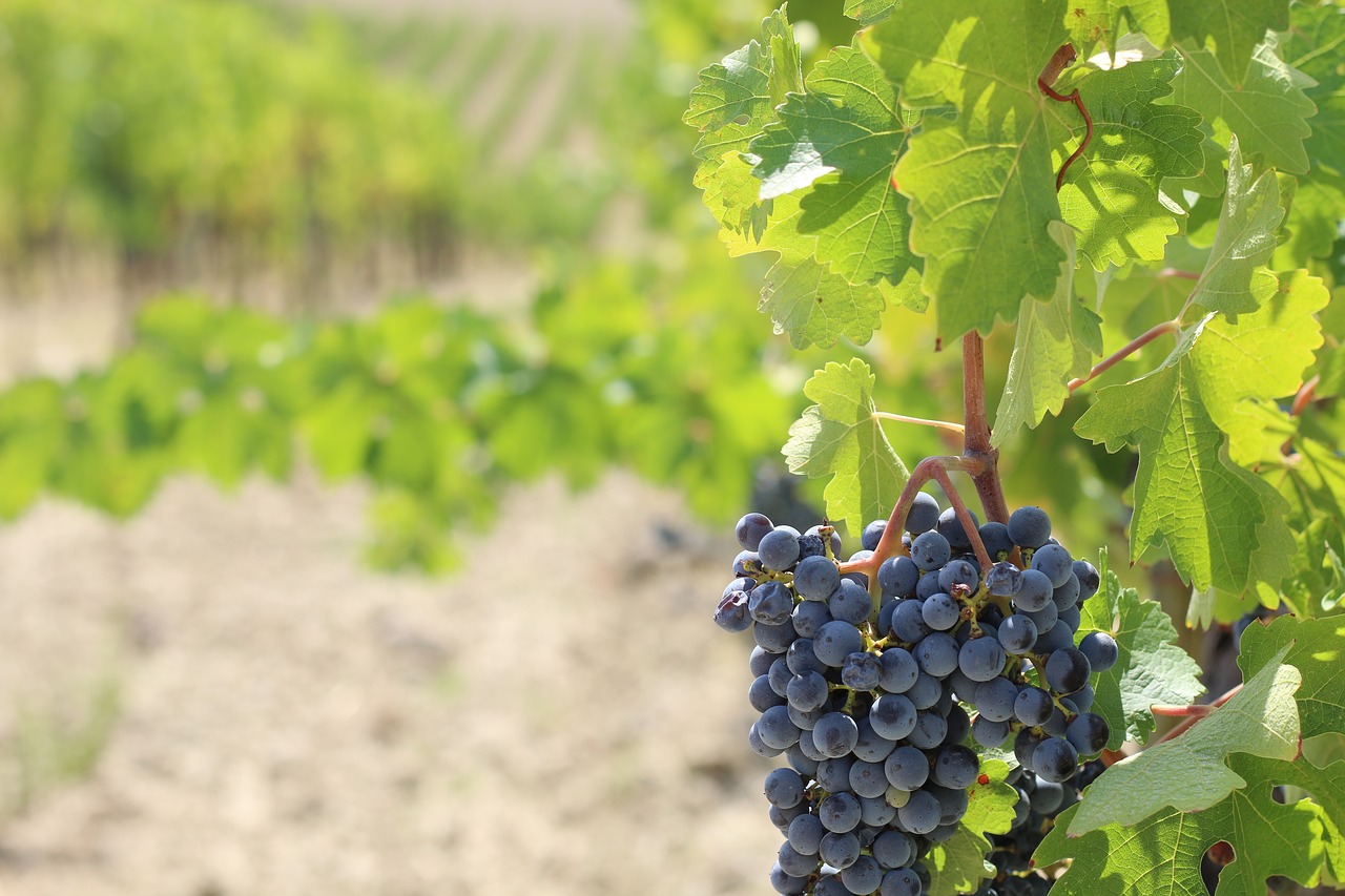 grapes  grapevine  vineyard free photo