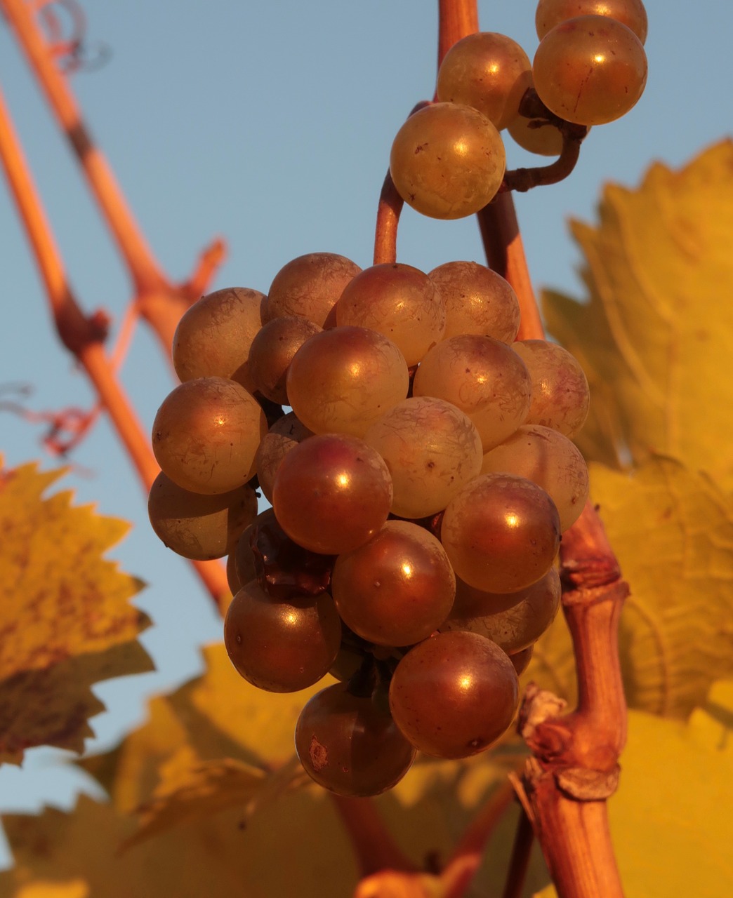 grapes  autumn  fruit free photo