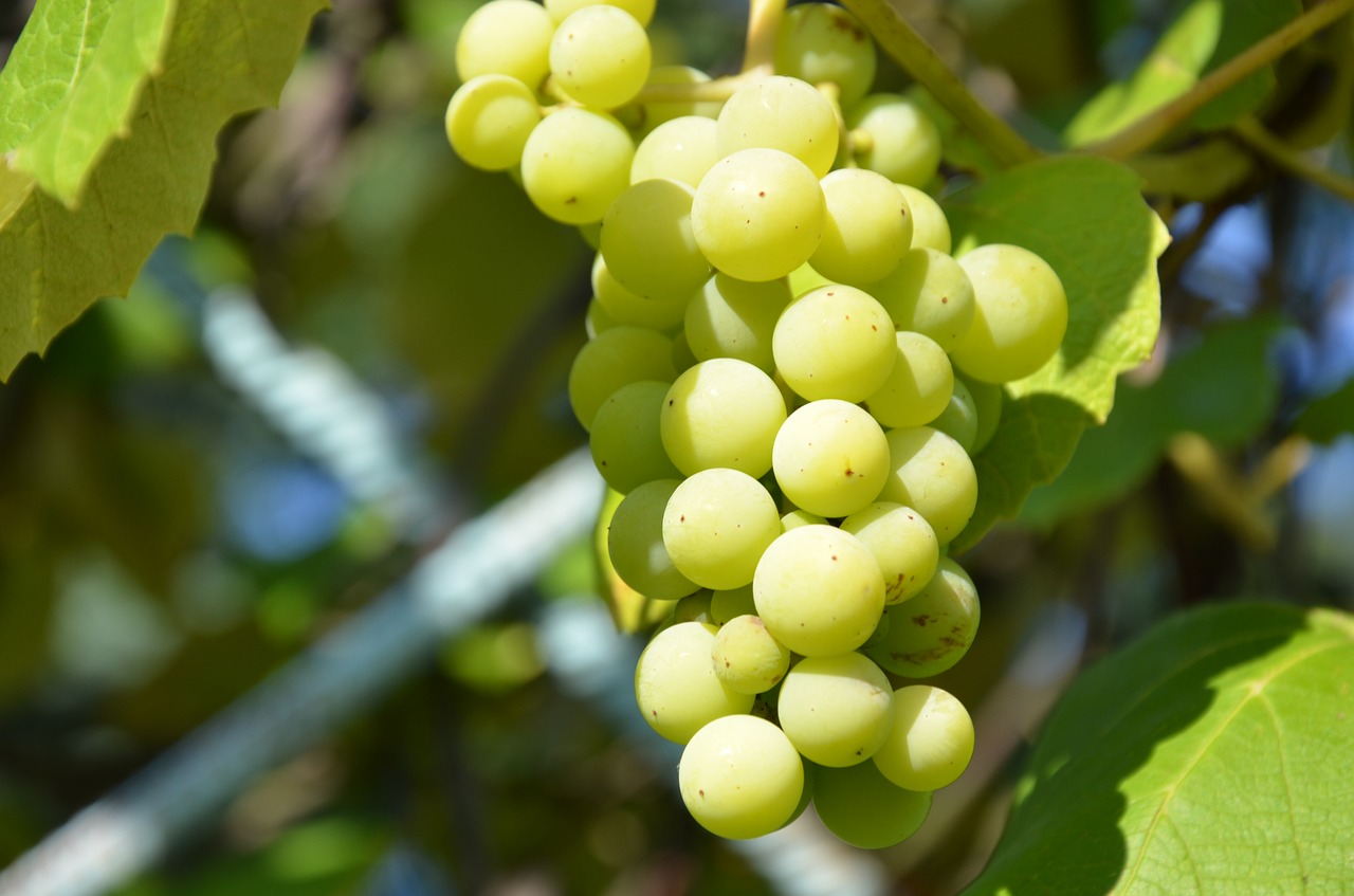 grapes  green  gardening free photo