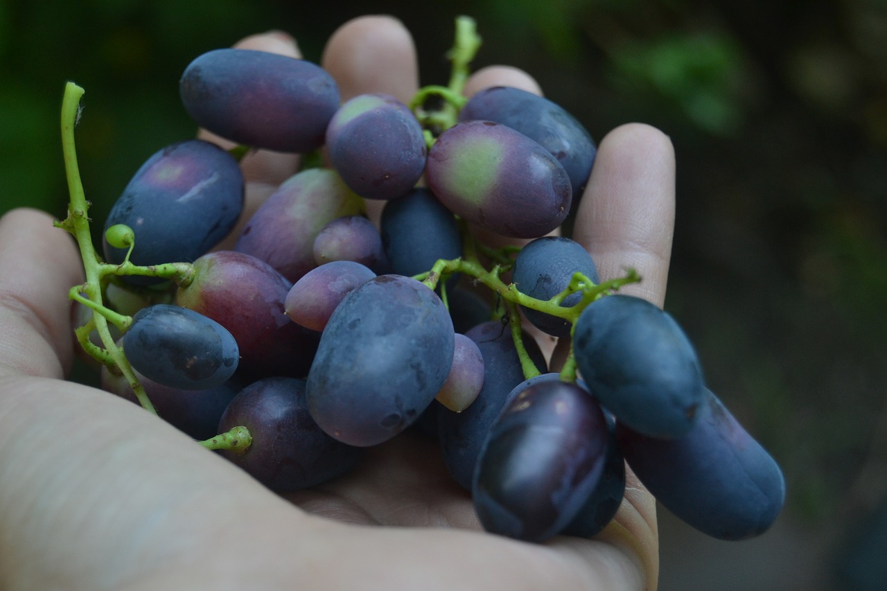grapes food hand free photo
